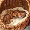 ROTKÄPPCHEN, ein Katzenmädchen zum Verlieben