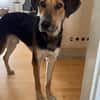 Nemo (Norvard) -Verschmuster Entdecker sucht seine Menschen