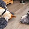 Deliah sucht ihre Familie