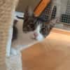 Charlie sucht ein geduldiges Zuhause