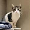 Charlie sucht ein geduldiges Zuhause