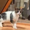 Charlie sucht ein geduldiges Zuhause