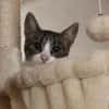 Charlie sucht ein geduldiges Zuhause