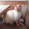 Lupi sucht als Einzelkatze mit Garten