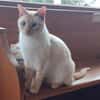 Lupi sucht als Einzelkatze mit Garten