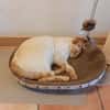 Lupi sucht als Einzelkatze mit Garten