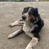 Theo sucht sein zu Hause