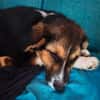 Bruno - der verträgliche, verkuschelte Begleiter