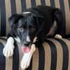 🐾 Fibs  ein Herz auf vier Pfoten sucht sein Glück! 🐾