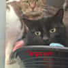 TARGARYEN