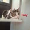 FREY