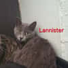 LANNISTER