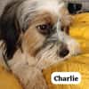 Charlie bettelte Urlauber an, bis er mitdurfte
