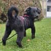 Hundekind sucht Bestplatz