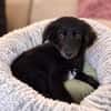 Hundekind sucht Bestplatz