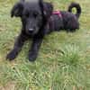 Hundekind sucht Bestplatz