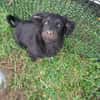 Hundekind sucht Bestplatz