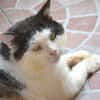 FIV-Kater Salvo hofft auf seine Menschen