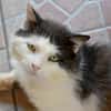 FIV-Kater Salvo hofft auf seine Menschen