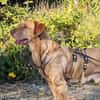 Menschenbezogener Ricky sucht Zuhause