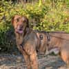 Menschenbezogener Ricky sucht Zuhause