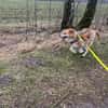 Besonderer Lucky sucht seine Familie