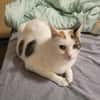 Hübsche FIV positive Fleki sucht liebevolle Familie