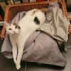 Hübsche FIV positive Fleki sucht liebevolle Familie