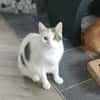 Hübsche FIV positive Fleki sucht liebevolle Familie
