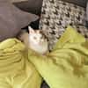 Hübsche FIV positive Fleki sucht liebevolle Familie