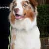 Cookie sucht aktives Zuhause