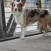 Cookie sucht aktives Zuhause