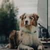 Cookie sucht aktives Zuhause