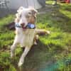 Cookie sucht aktives Zuhause