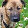 Sanfter Genaro🌺 sucht liebevolle Hundefreunde