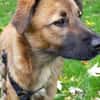 Sanfter Genaro🌺 sucht liebevolle Hundefreunde