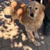 Kolbasz ( Maya),super liebe Golden Retriever Hündin