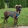hübscher junger sanfter Goofy auf PS in 92348 Berg