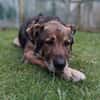 Lobo, sanfter Riese sucht Einzelplatz