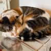 Verschmuste Katzendame Romy kann Katzen und Hunde