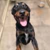 Bamya
