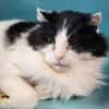 MINOU QCT