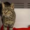 PLUME [FIV+]