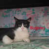 BUGSLEY