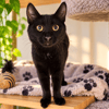 SALEM