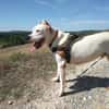 Dogo (réservé)