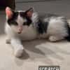 Scratch