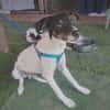 Hansel