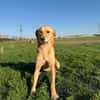 Donna sucht ein Zuhause / Pflegestelle