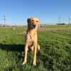 Donna sucht ein Zuhause / Pflegestelle